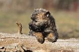 CAIRN TERRIER 342